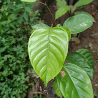 Shorea lissophylla Thwaites