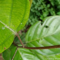 Shorea lissophylla Thwaites