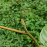 Shorea lissophylla Thwaites