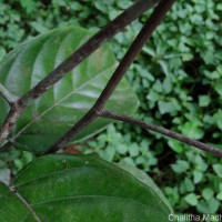 Shorea lissophylla Thwaites