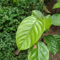Shorea lissophylla Thwaites