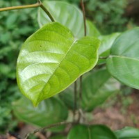 Shorea lissophylla Thwaites