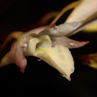 Dendrobium panduratum subsp. panduratum Lindl.