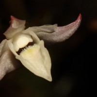 Dendrobium panduratum subsp. panduratum Lindl.