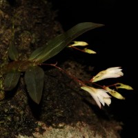 Dendrobium panduratum subsp. panduratum Lindl.