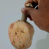 Annona reticulata L.