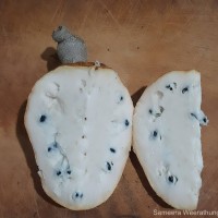 Annona reticulata L.