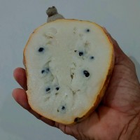 Annona reticulata L.