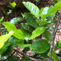 Kokoona zeylanica Thwaites