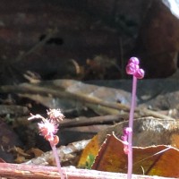 Thismia gardneriana Hook.f. ex Thwaites