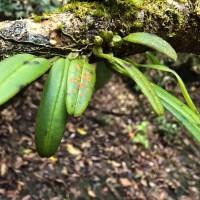 Bulbophyllum thwaitesii Rchb.f.