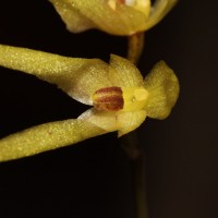 Bulbophyllum thwaitesii Rchb.f.