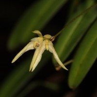 Bulbophyllum thwaitesii Rchb.f.