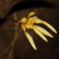 Bulbophyllum thwaitesii Rchb.f.