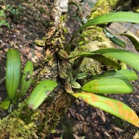 Bulbophyllum thwaitesii Rchb.f.
