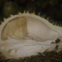 Durio zibethinus L.