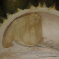 Durio zibethinus L.