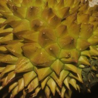 Durio zibethinus L.