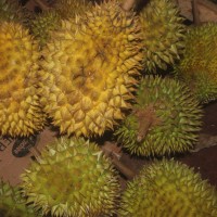 Durio zibethinus L.