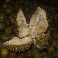 Durio zibethinus L.