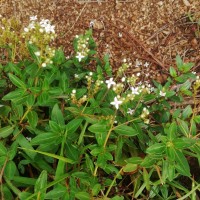 Knoxia spicata (Thwaites ex Trimen) Ridsdale