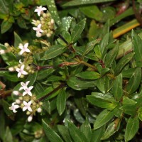 Knoxia spicata (Thwaites ex Trimen) Ridsdale