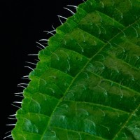 Miconia crenata (Vahl) Michelang.