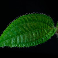 Miconia crenata (Vahl) Michelang.