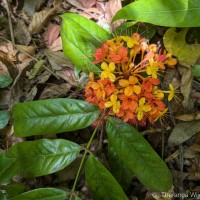 Saraca asoca (Roxb.) J.J.de Wilde