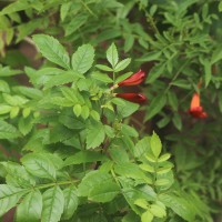 Tecomaria capensis (Thunb.) Spach