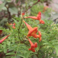 Tecomaria capensis (Thunb.) Spach