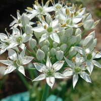 Allium tuberosum Rottler ex Spreng.