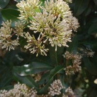 Ixora pavetta Andrews