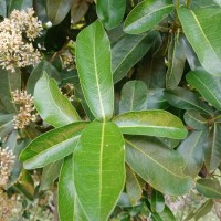 Ixora pavetta Andrews
