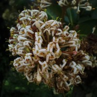 Ixora pavetta Andrews