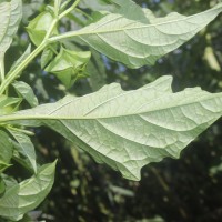 Nicandra physalodes (L.) Gaertn.