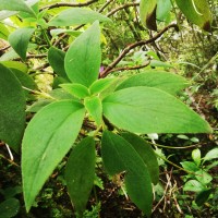 Henckelia walkerae (Gardner) D.J.Middleton & Mich.Möller