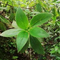 Henckelia walkerae (Gardner) D.J.Middleton & Mich.Möller