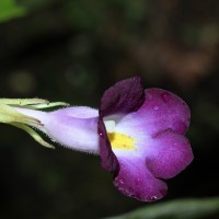 Henckelia walkerae (Gardner) D.J.Middleton & Mich.Möller