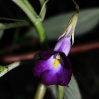 Henckelia walkerae (Gardner) D.J.Middleton & Mich.Möller