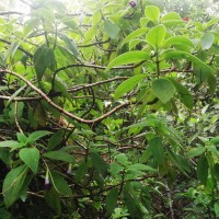 Henckelia walkerae (Gardner) D.J.Middleton & Mich.Möller