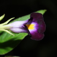 Henckelia walkerae (Gardner) D.J.Middleton & Mich.Möller
