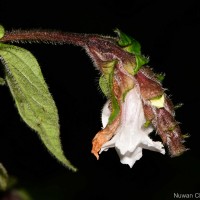 Strobilanthes medahinnensis Nilanthi