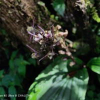 Liparis walkerae Graham
