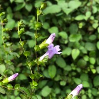 Strobilanthes sexennis var. cordata J.R.I.Wood