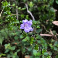 Strobilanthes sexennis var. cordata J.R.I.Wood