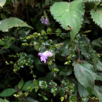 Strobilanthes sexennis var. cordata J.R.I.Wood
