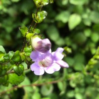 Strobilanthes sexennis var. cordata J.R.I.Wood