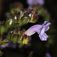 Strobilanthes sexennis var. sexennis Nees