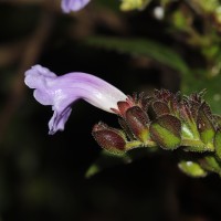Strobilanthes sexennis var. sexennis Nees